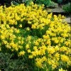 VAN ZYVERDEN Daffodils Bulbs Tete A Tete (Set of 25) -VAN ZYVERDEN shop van zyverden flower bulbs 87032 64 1000