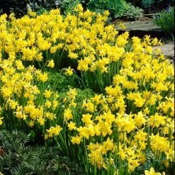 VAN ZYVERDEN Daffodils Bulbs Tete A Tete (Set of 25)