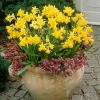 VAN ZYVERDEN Daffodils Tete A Tete for Containers (Set of 25)