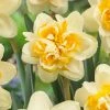 VAN ZYVERDEN Daffodils Bulbs Peach Cobbler (Set of 12) 1 VAN ZYVERDEN Daffodils Bulbs Peach Cobbler (Set of 12) -VAN ZYVERDEN shop van zyverden flower bulbs 87034 64 1000