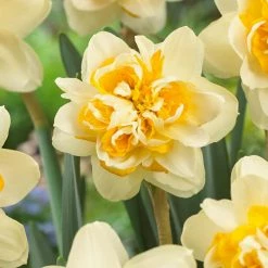 VAN ZYVERDEN Daffodils Bulbs Peach Cobbler (Set of 12)