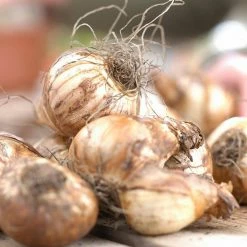 VAN ZYVERDEN Daffodils Bulbs Gardening with Childeren Mixture (Set of 25) 11 VAN ZYVERDEN Daffodils Bulbs Gardening with Childeren Mixture (Set of 25) -VAN ZYVERDEN shop van zyverden flower bulbs 87036 4f 1000