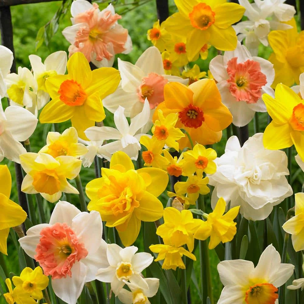 VAN ZYVERDEN Daffodils Bulbs Gardening with Childeren Mixture (Set of 25) 4 VAN ZYVERDEN Daffodils Bulbs Gardening with Childeren Mixture (Set of 25) - Image 2