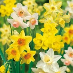 VAN ZYVERDEN Daffodils Bulbs Fragrant Mixture (Set of 25)