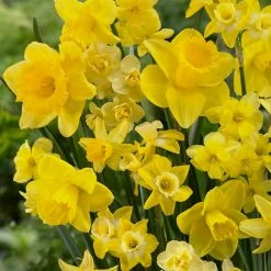 VAN ZYVERDEN Daffodils Bulbs Season of Sunshine Mixture (Set of 25)