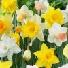 VAN ZYVERDEN Daffodils Bulbs Naturalizing Dream Mixture (Set of 25) -VAN ZYVERDEN shop van zyverden flower bulbs 87040 64 1000