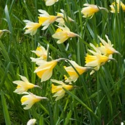 VAN ZYVERDEN Yellow and White Wild Daffodils English Wild Daffodils and Lent Lily Bulbs (12-Pack)
