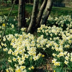 VAN ZYVERDEN Yellow and White Daffodils Ice Follies Bulbs (12-Pack) 11 VAN ZYVERDEN Yellow and White Daffodils Ice Follies Bulbs (12-Pack) -VAN ZYVERDEN shop van zyverden flower bulbs 87042 4f 1000