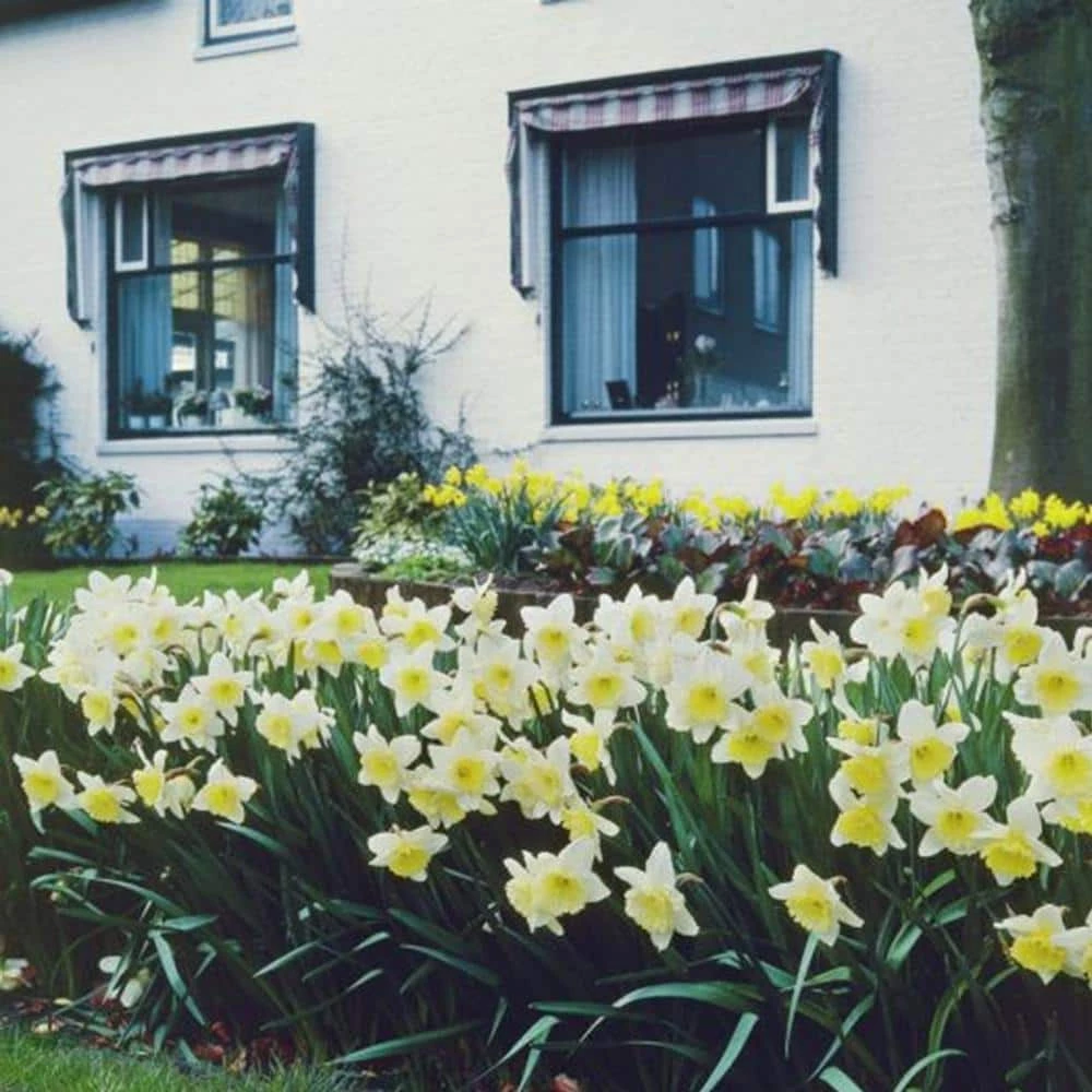 VAN ZYVERDEN Yellow and White Daffodils Ice Follies Bulbs (12-Pack) 3 VAN ZYVERDEN Yellow and White Daffodils Ice Follies Bulbs (12-Pack)