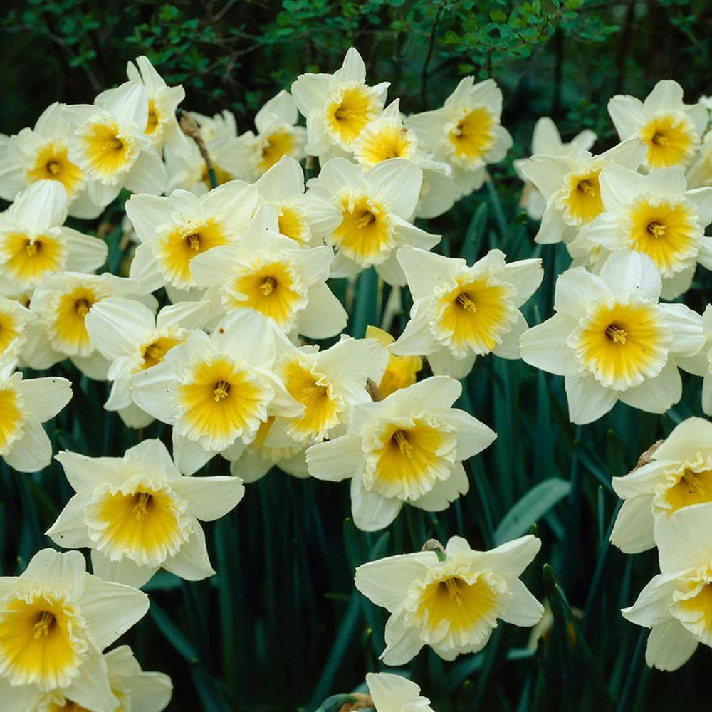 VAN ZYVERDEN Yellow and White Daffodils Ice Follies Bulbs (12-Pack) 4 VAN ZYVERDEN Yellow and White Daffodils Ice Follies Bulbs (12-Pack) - Image 2