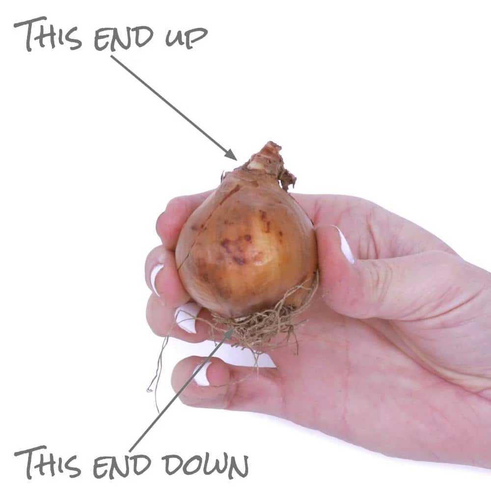 VAN ZYVERDEN Daffodils Trumpet and Cupped Mixture Bulbs (Set of 15) 6 VAN ZYVERDEN Daffodils Trumpet and Cupped Mixture Bulbs (Set of 15) - Image 4