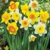 VAN ZYVERDEN Daffodils Trumpet and Cupped Mixture Bulbs (Set of 15) 2 VAN ZYVERDEN Daffodils Trumpet and Cupped Mixture Bulbs (Set of 15) -VAN ZYVERDEN shop van zyverden flower bulbs 87047 64 1000
