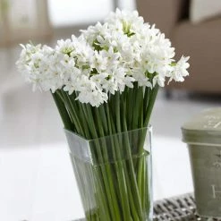 VAN ZYVERDEN Mammoth Paperwhites (Set of 6)