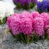 VAN ZYVERDEN Pink Pearl Hyacinths Bulbs (Set of 10) 1 VAN ZYVERDEN Pink Pearl Hyacinths Bulbs (Set of 10) -VAN ZYVERDEN shop van zyverden flower bulbs 87054 64 1000