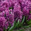VAN ZYVERDEN Purple Sensation Hyacinths Bulbs (Set of 10) 2 VAN ZYVERDEN Purple Sensation Hyacinths Bulbs (Set of 10) -VAN ZYVERDEN shop van zyverden flower bulbs 87055 64 1000