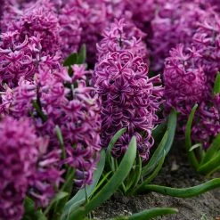 VAN ZYVERDEN Purple Sensation Hyacinths Bulbs (Set of 10)