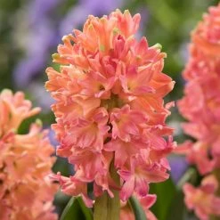 VAN ZYVERDEN Hyacinths Sweet Invitation Bulbs (10-Pack) -VAN ZYVERDEN shop van zyverden flower bulbs 87058 4f 1000