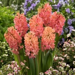VAN ZYVERDEN Hyacinths Sweet Invitation Bulbs (10-Pack)