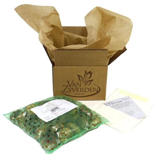 VAN ZYVERDEN PrePared Hyacinths For Indoor Forcing Carnegie (Set of 5 Bulbs) 5 VAN ZYVERDEN PrePared Hyacinths For Indoor Forcing Carnegie (Set of 5 Bulbs) - Image 3