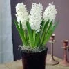 VAN ZYVERDEN PrePared Hyacinths For Indoor Forcing Carnegie (Set of 5 Bulbs)