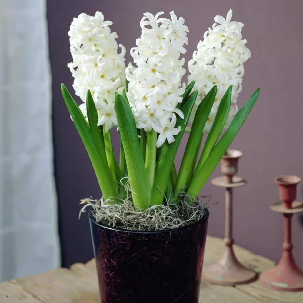 VAN ZYVERDEN PrePared Hyacinths For Indoor Forcing Carnegie (Set of 5 Bulbs) 3 VAN ZYVERDEN PrePared Hyacinths For Indoor Forcing Carnegie (Set of 5 Bulbs)