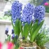 VAN ZYVERDEN PrePared Hyacinths For Indoor Forcing Delft Blue (Set of 5 Bulbs) -VAN ZYVERDEN shop van zyverden flower bulbs 87060 64 1000