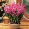 VAN ZYVERDEN PrePared Hyacinths For Indoor Forcing Pink Pearl (Set of 5 Bulbs) -VAN ZYVERDEN shop van zyverden flower bulbs 87061 64 1000