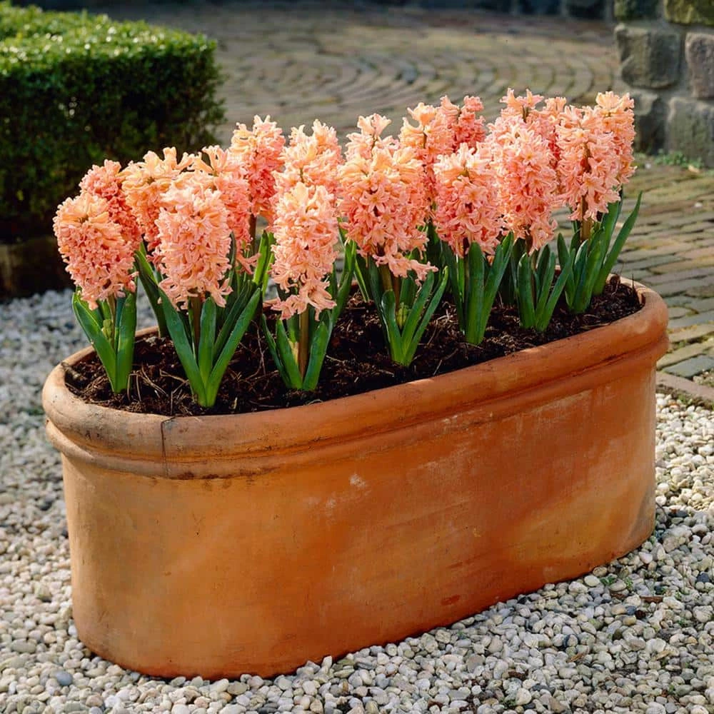 VAN ZYVERDEN Hyacinths Gipsy Queen Set of 10 Bulbs 5 VAN ZYVERDEN Hyacinths Gipsy Queen Set of 10 Bulbs - Image 3