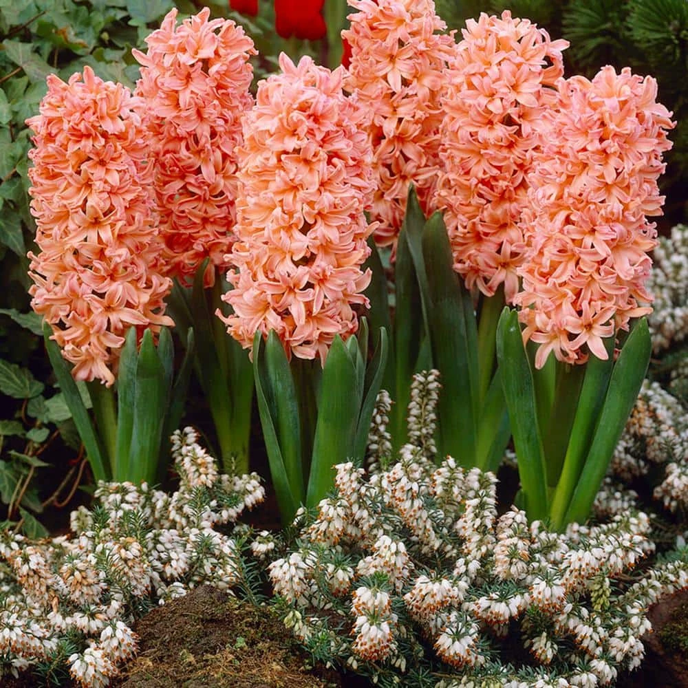 VAN ZYVERDEN Hyacinths Gipsy Queen Set of 10 Bulbs 3 VAN ZYVERDEN Hyacinths Gipsy Queen Set of 10 Bulbs