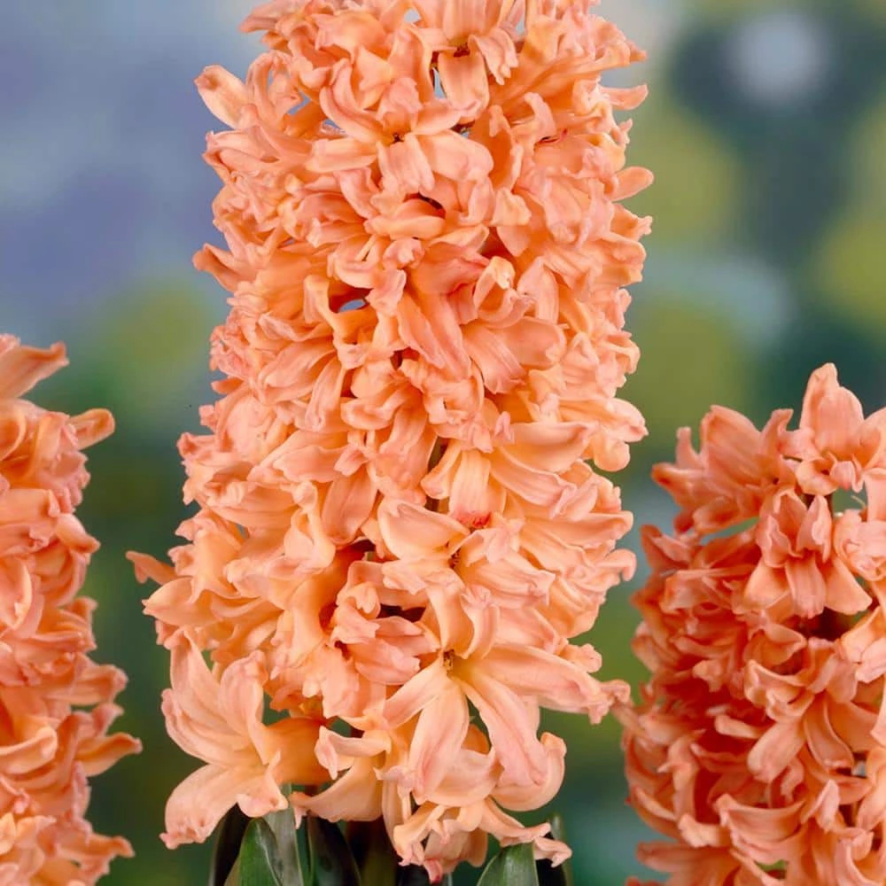 VAN ZYVERDEN Hyacinths Gipsy Queen Set of 10 Bulbs 4 VAN ZYVERDEN Hyacinths Gipsy Queen Set of 10 Bulbs - Image 2