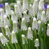 VAN ZYVERDEN Muscari Siberian Tiger Set of 25 Bulbs -VAN ZYVERDEN shop van zyverden flower bulbs 87069 64 1000