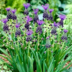 VAN ZYVERDEN Grape Hyacinths Comosum Bulbs (25-Pack) -VAN ZYVERDEN shop van zyverden flower bulbs 87076 4f 1000