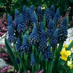 VAN ZYVERDEN Blue Grape Hyacinths Giant Cobalt Bulbs (25-Pack)