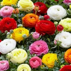 VAN ZYVERDEN Butter Cups Ranunculus Double Blooming Mixed Bulbs (75-Pack)