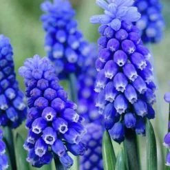 VAN ZYVERDEN Muscari Dark Eyes Set of 25 Bulbs -VAN ZYVERDEN shop van zyverden flower bulbs 87089 4f 1000