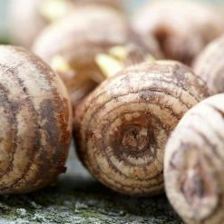 VAN ZYVERDEN Crocus Bulbs Large Flowering Blend for Containers (Set of 25) -VAN ZYVERDEN shop van zyverden flower bulbs 87090 4f 1000