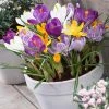 VAN ZYVERDEN Crocus Bulbs Large Flowering Blend for Containers (Set of 25) -VAN ZYVERDEN shop van zyverden flower bulbs 87090 64 1000