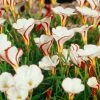 VAN ZYVERDEN Oxalis Bulbs Versicolor (Set of 5)