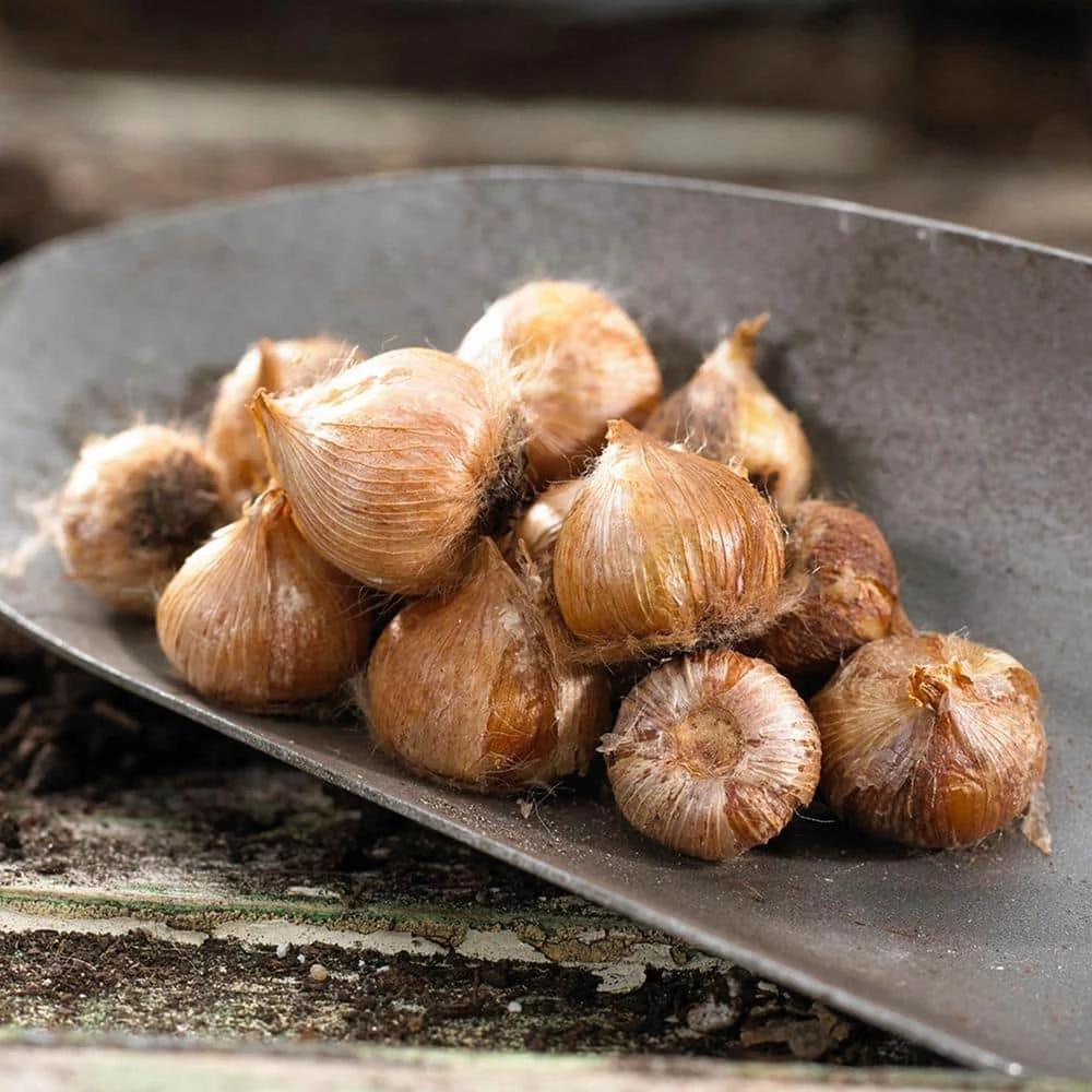 VAN ZYVERDEN Oxalis Bulbs Versicolor (Set of 5) 4 VAN ZYVERDEN Oxalis Bulbs Versicolor (Set of 5) - Image 2