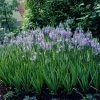 VAN ZYVERDEN Camassia Quamash Set of 25 Bulbs