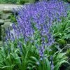 VAN ZYVERDEN Wood Hyacinths Hispanica Blue Set of 25 Bulbs -VAN ZYVERDEN shop van zyverden flower bulbs 87108 64 1000