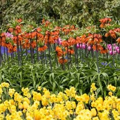 VAN ZYVERDEN Fritillaria Bulbs Rubra (Set of 3) -VAN ZYVERDEN shop van zyverden flower bulbs 87110 4f 1000