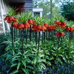 VAN ZYVERDEN Fritillaria Bulbs Rubra (Set of 3)