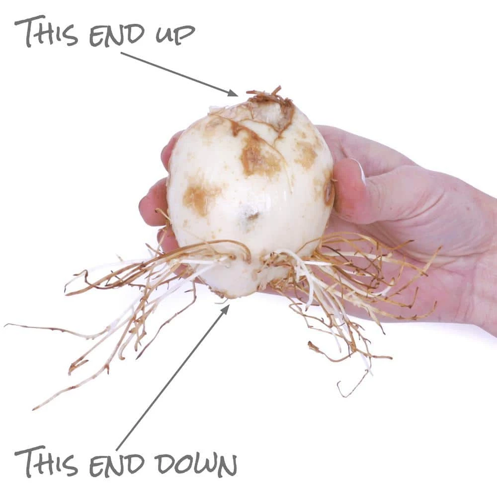 VAN ZYVERDEN Yellow Fritillaria Lutea Bulbs (3-Pack) 8 VAN ZYVERDEN Yellow Fritillaria Lutea Bulbs (3-Pack) - Image 6