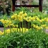VAN ZYVERDEN Yellow Fritillaria Lutea Bulbs (3-Pack) 1 VAN ZYVERDEN Yellow Fritillaria Lutea Bulbs (3-Pack) -VAN ZYVERDEN shop van zyverden flower bulbs 87111 64 1000