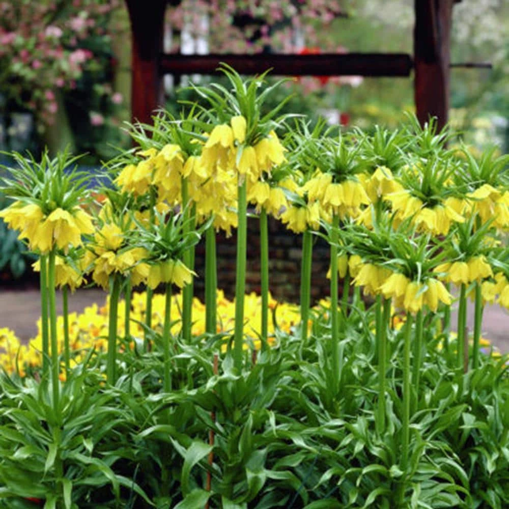 VAN ZYVERDEN Yellow Fritillaria Lutea Bulbs (3-Pack) 3 VAN ZYVERDEN Yellow Fritillaria Lutea Bulbs (3-Pack)