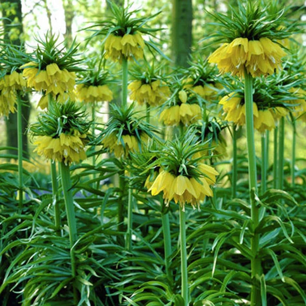 VAN ZYVERDEN Yellow Fritillaria Lutea Bulbs (3-Pack) 5 VAN ZYVERDEN Yellow Fritillaria Lutea Bulbs (3-Pack) - Image 3