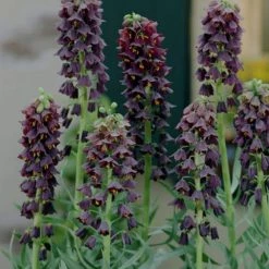 VAN ZYVERDEN Black Fritillaria Persica Bulbs (3-Pack)