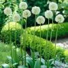 VAN ZYVERDEN Allium Bulbs Mount Everest (Set of 5) -VAN ZYVERDEN shop van zyverden flower bulbs 87120 64 1000