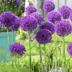VAN ZYVERDEN Purple Allium Purple Sensation (12-Pack)